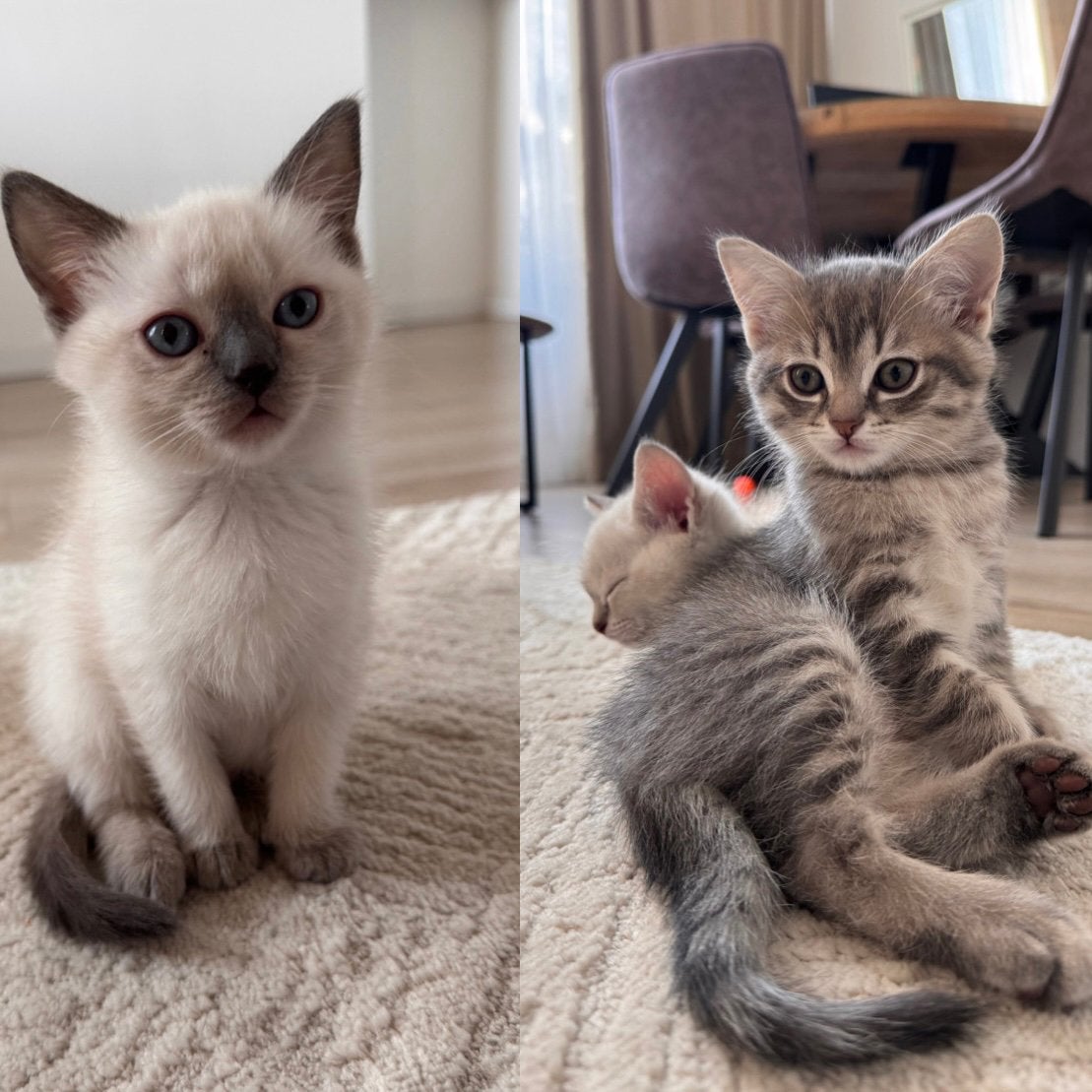 Prachtige Ragdoll x Britse Korthaar Kittens, Geslacht onbekend, Ingeënt, 0 tot 2 jaar