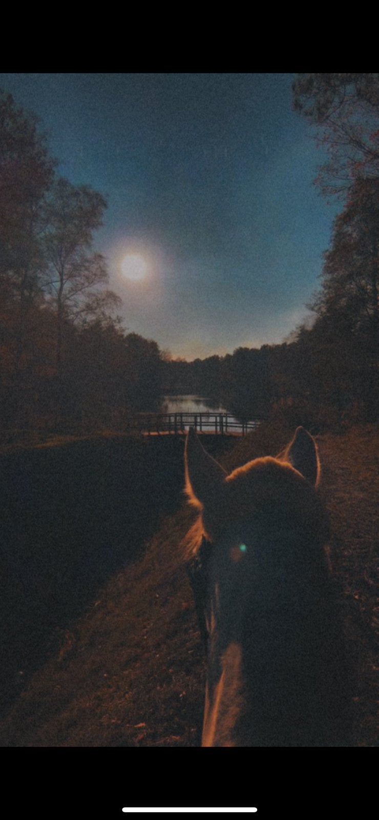 Paard ter lease, Ophalen of Verzenden