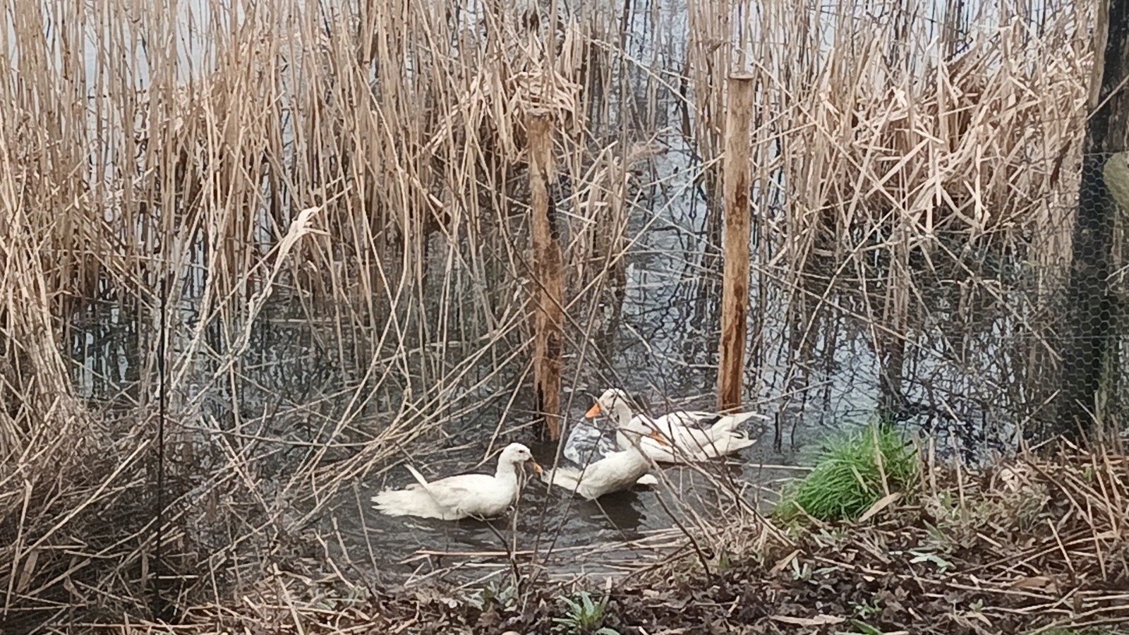Te koop koppel witte loopeenden. 3 vrouwtjes 1 mannetje, Meerdere dieren