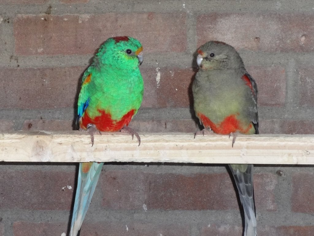 Veelkleuren, Meerdere dieren, Parkiet, Geringd