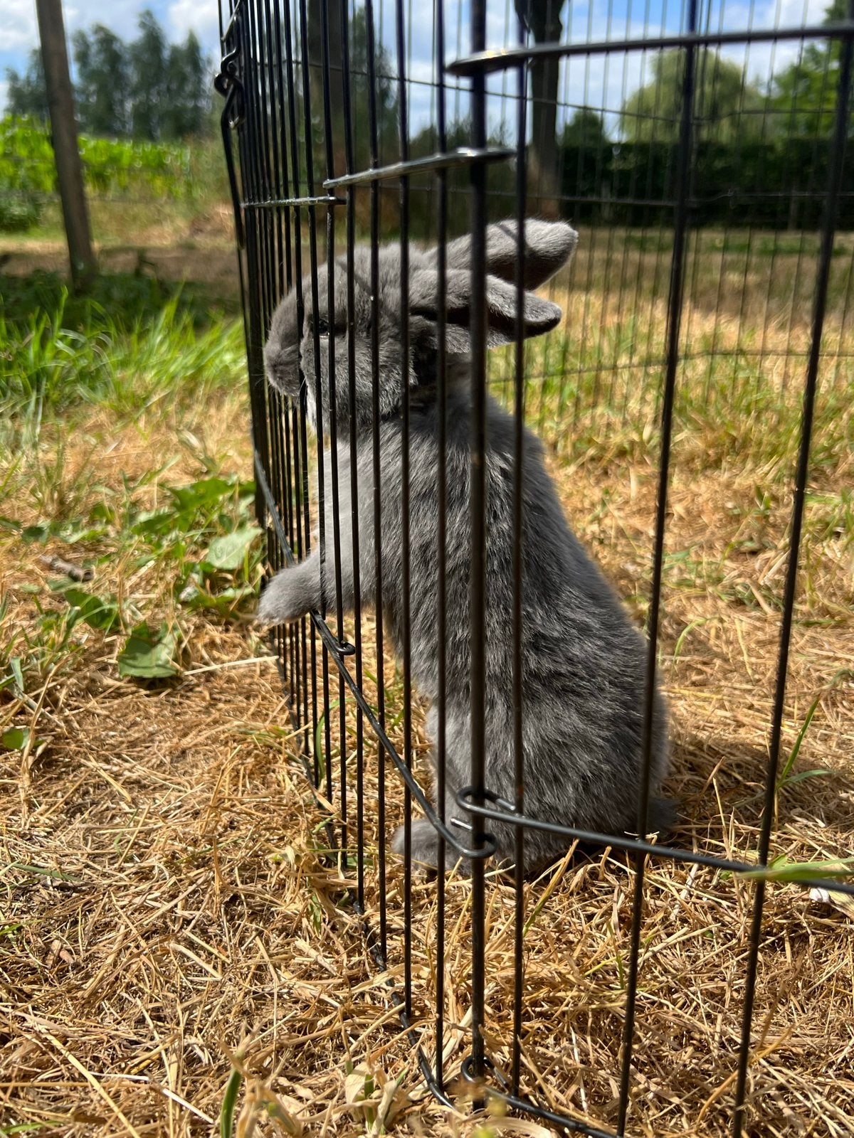 Drie hele lieve franse hangoor konijntjes, Dieren en Toebehoren, Konijnen, Meerdere dieren, Groot, Hangoor