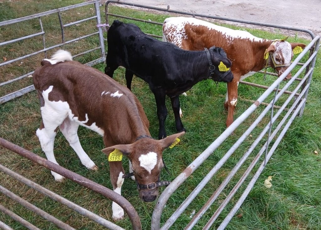 Vaarskalveren kruisling SpecklePark, Vrouwelijk, 0 tot 2 jaar