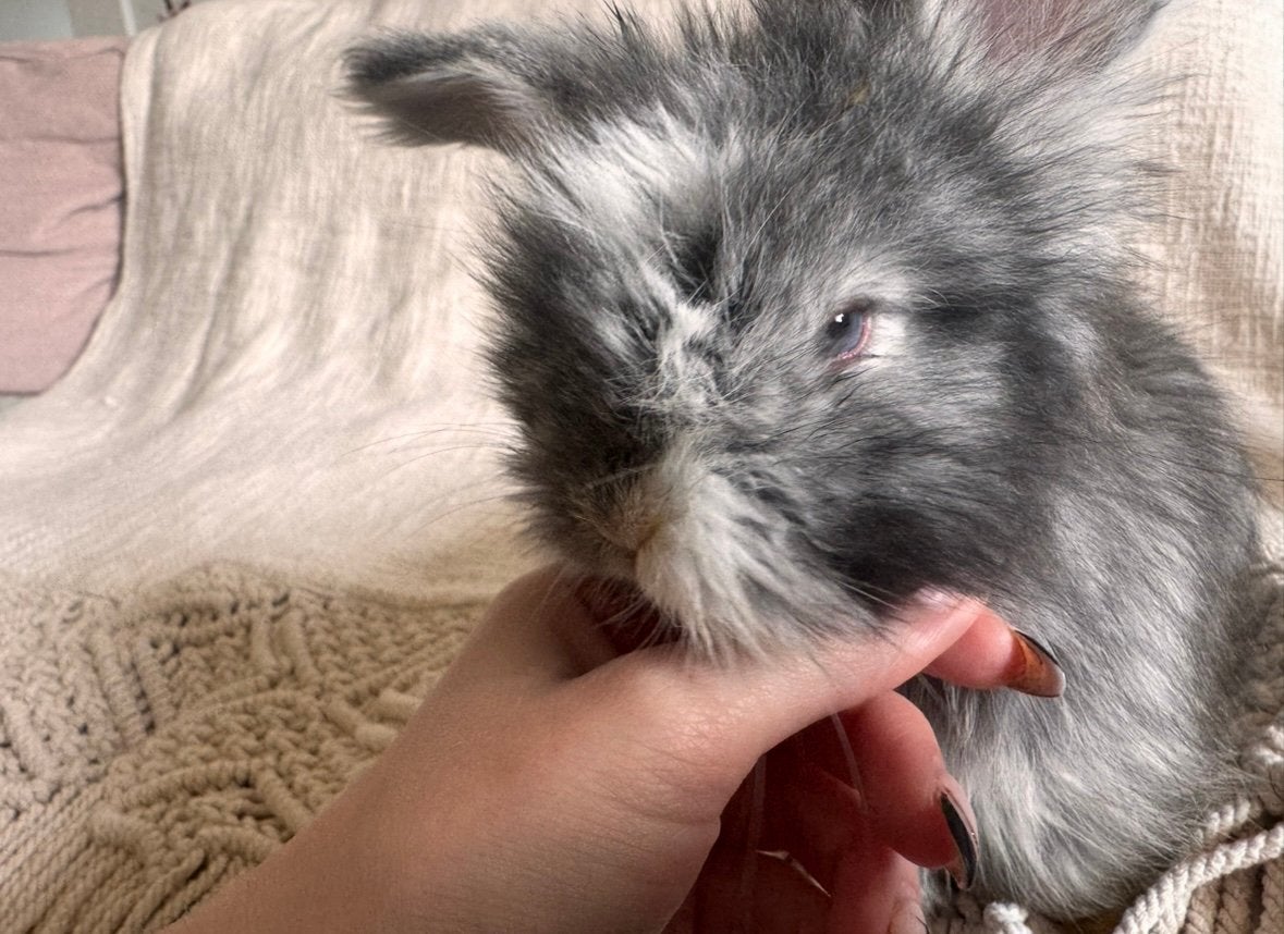 Angora-konijnen, Dieren en Toebehoren, Meerdere dieren, Dwerg