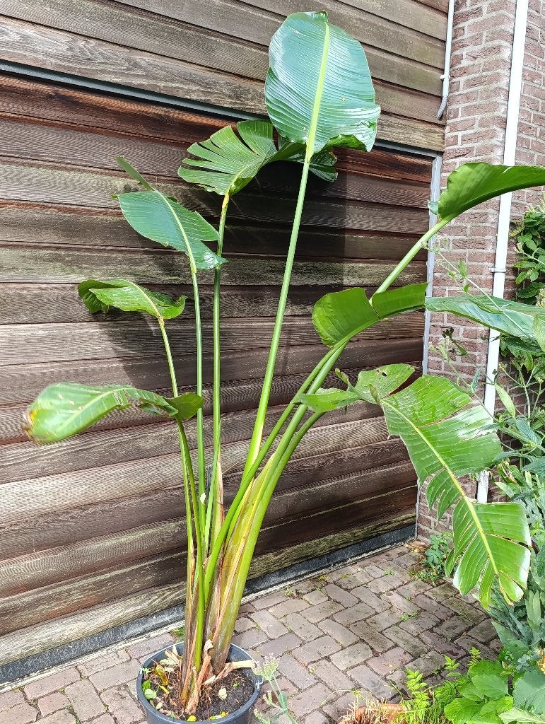 Strelitzia Nicolai, Ophalen, 200 cm of meer, Overige soorten, In pot