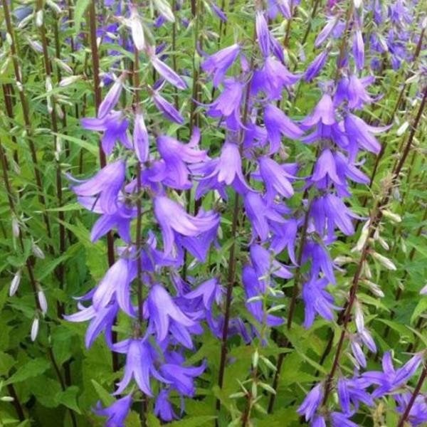 Uit de biologische moestuin: Ruigklokje/ Campanula, Tuin en Terras, Planten | Tuinplanten, Overige soorten, Vaste plant, Ophalen of Verzenden