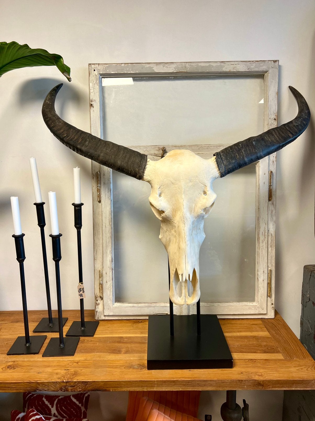 Decoratieve Buffelschedel op Standaard, Ophalen, Overige soorten, Schedel