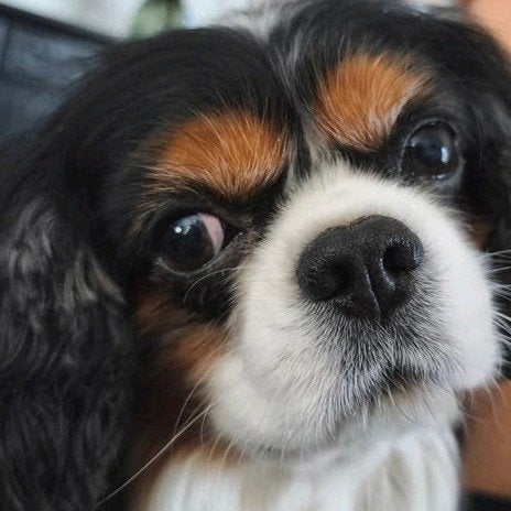 Honden oppas/ uitlaatservice.