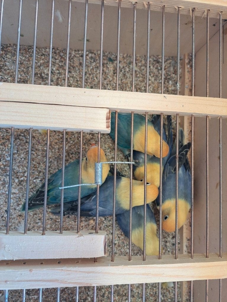 Jonge fischeri van 2026 met vaste ring aan, Meerdere dieren, Dwergpapegaai of Agapornis