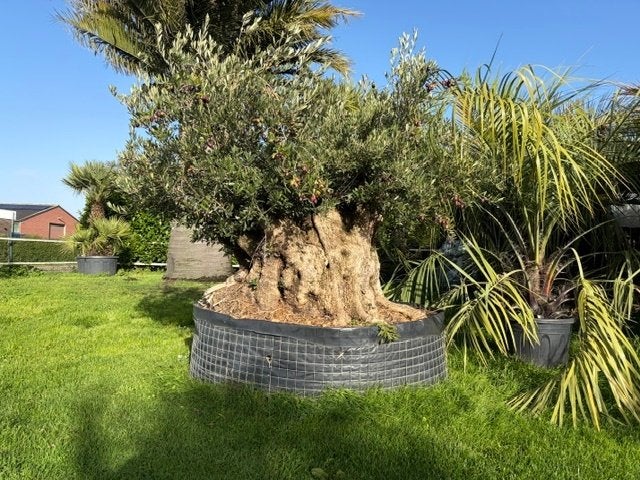 Prachtige exclusieve oude olijfboom  mooie robuuste stam, 100 tot 250 cm, Olijfboom, Zomer, Ophalen