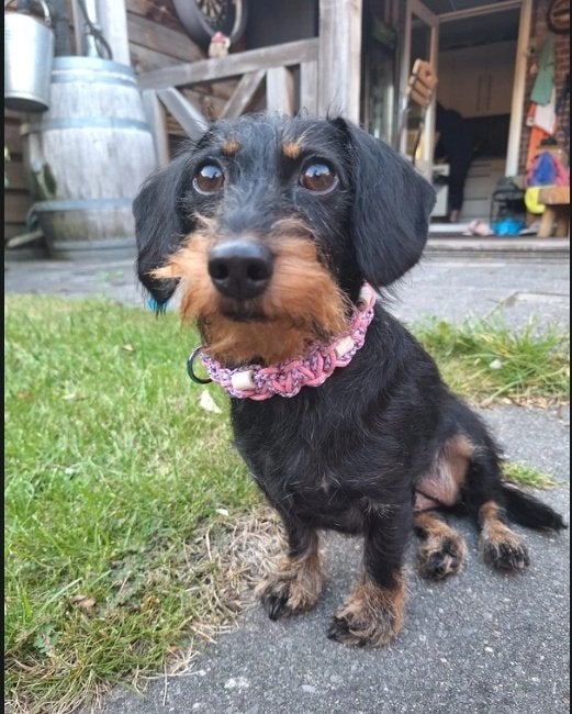 Honden halsband met keramische kralen, Ophalen of Verzenden, Handgemaakt, Nieuw