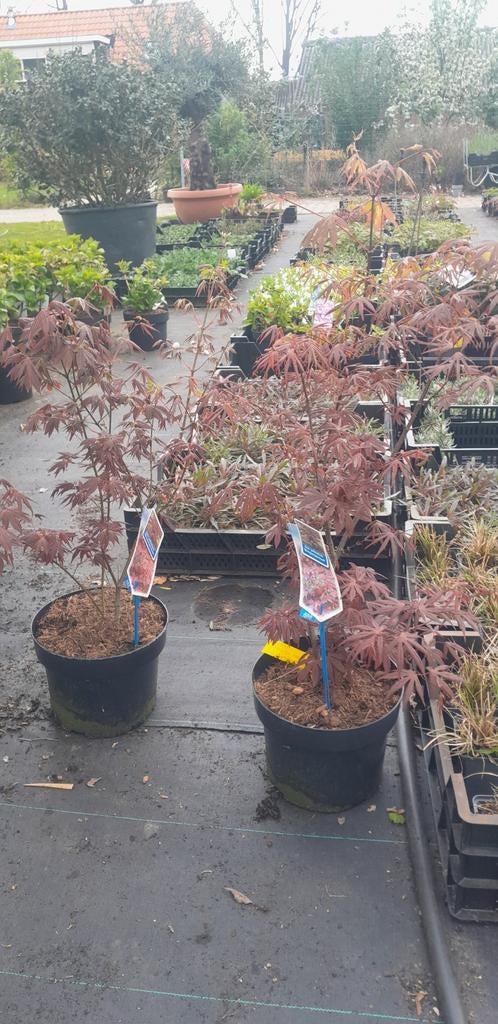 Acer palmatum 'Atropurpureum' Japanse esdoorn, Tuin en Terras, Planten | Tuinplanten, Ophalen, Bloeit niet, Overige soorten, Halfschaduw