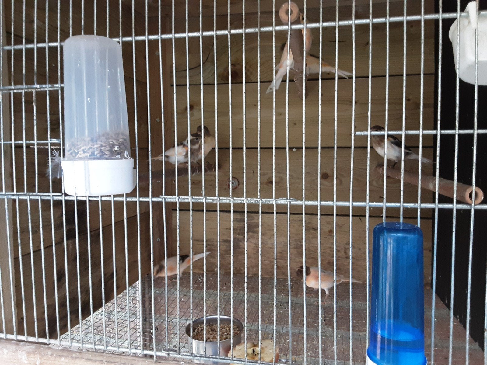 Harlekijn kanaries, Dieren en Toebehoren, Vogels | Kanaries
