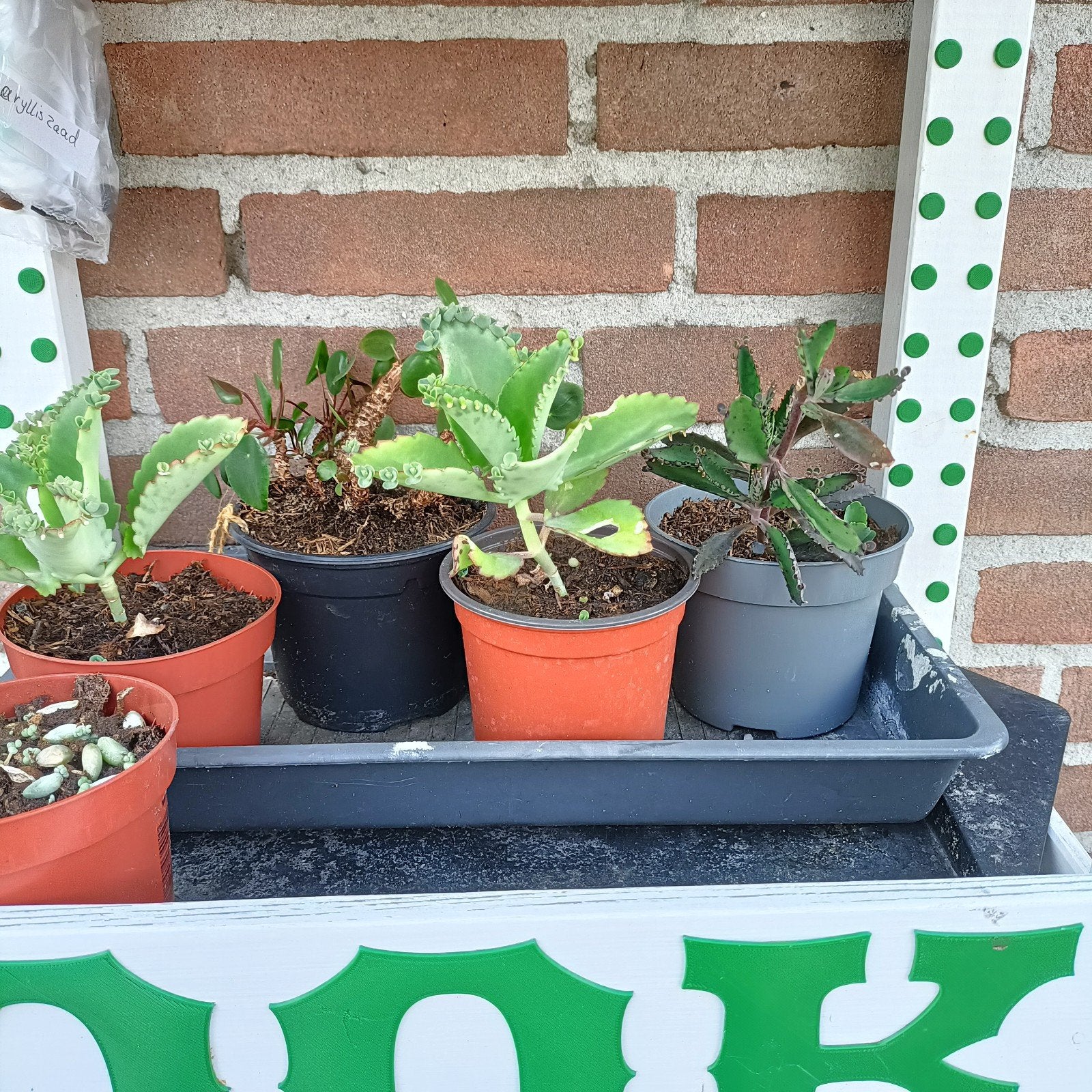 Gratis diverse plantjes. Ruil mag ook, Tuin en Terras, Planten | Tuinplanten, Ophalen