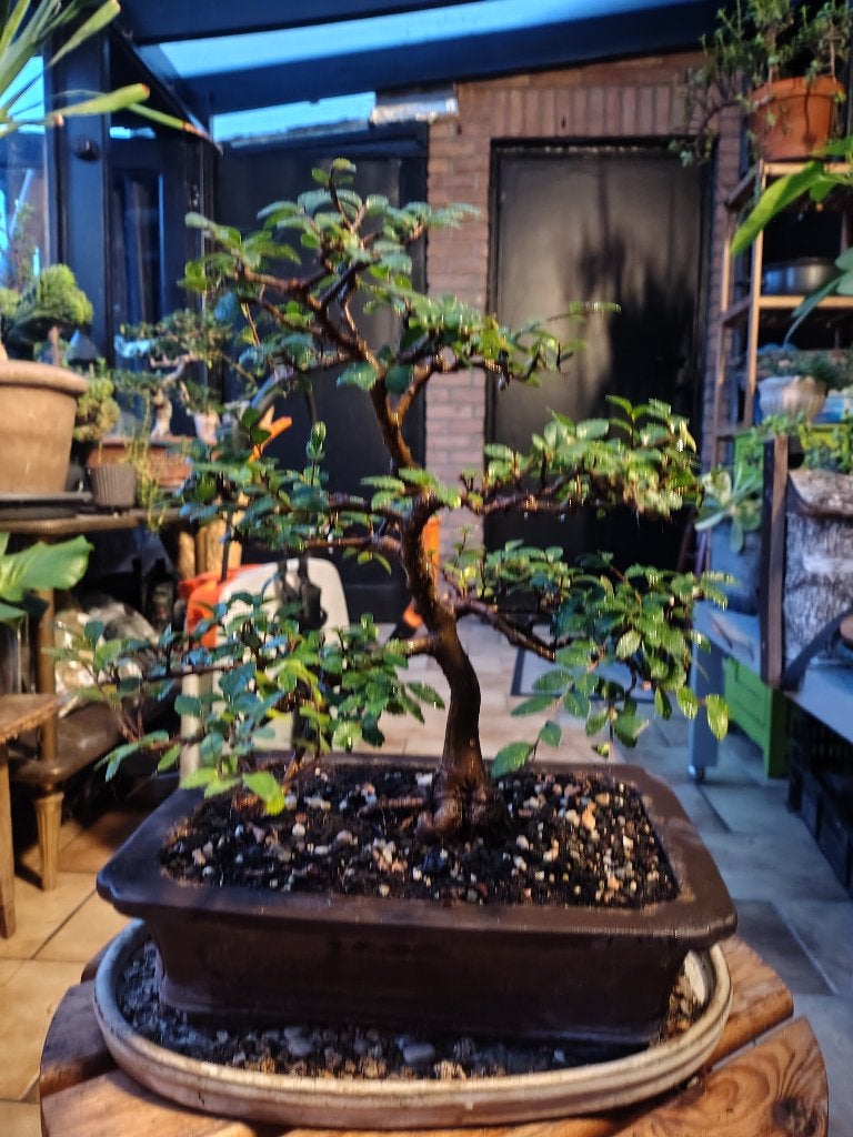 Chinese iep, ulmus parvifolia met pot, Bloeit niet, Overige soorten, Minder dan 100 cm, Ophalen