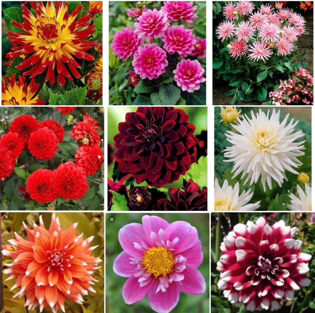 Dahlia knollen, Ophalen of Verzenden, Voorjaar, Volle zon, Knol