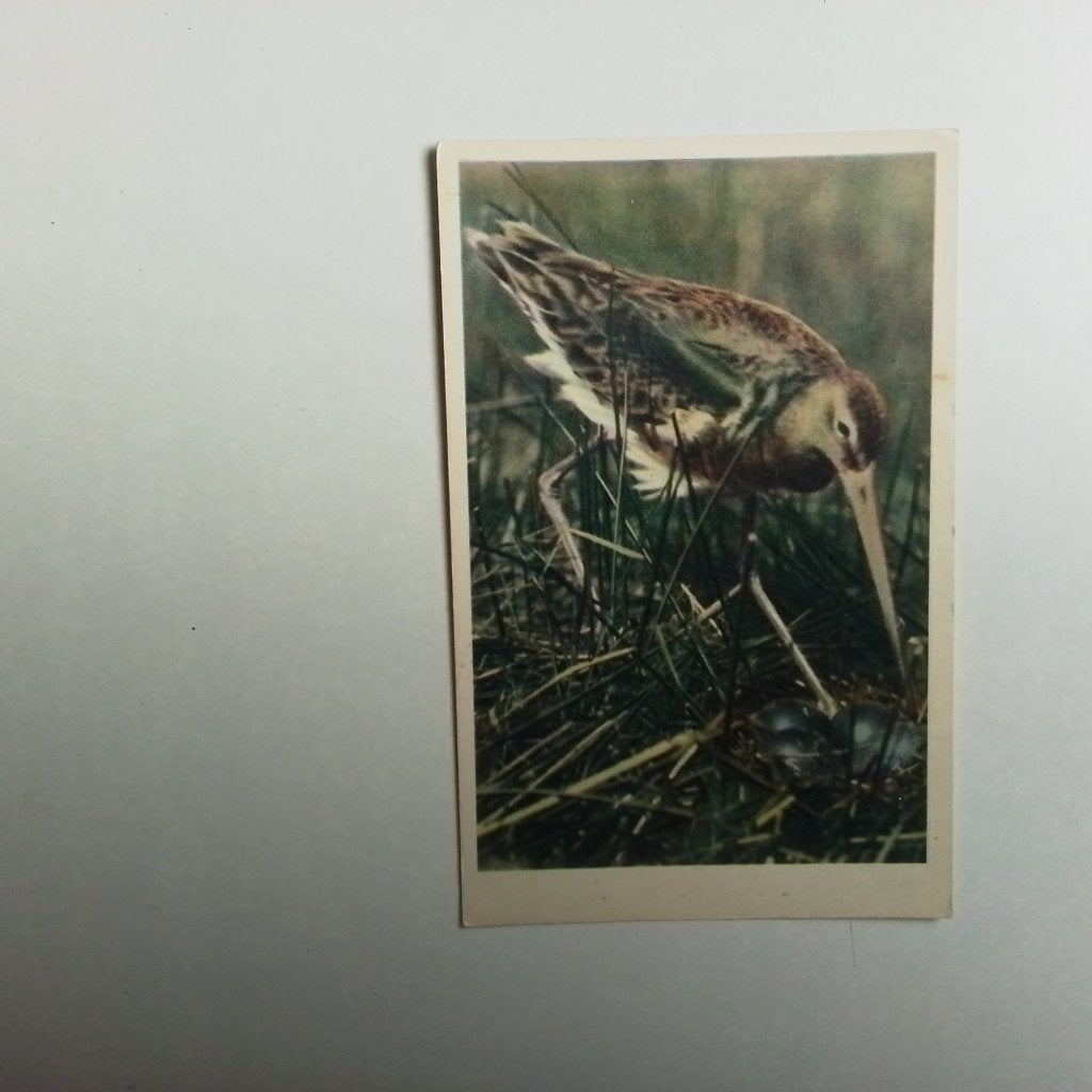Tureluur, Ophalen of Verzenden, Ongelopen, Vogel