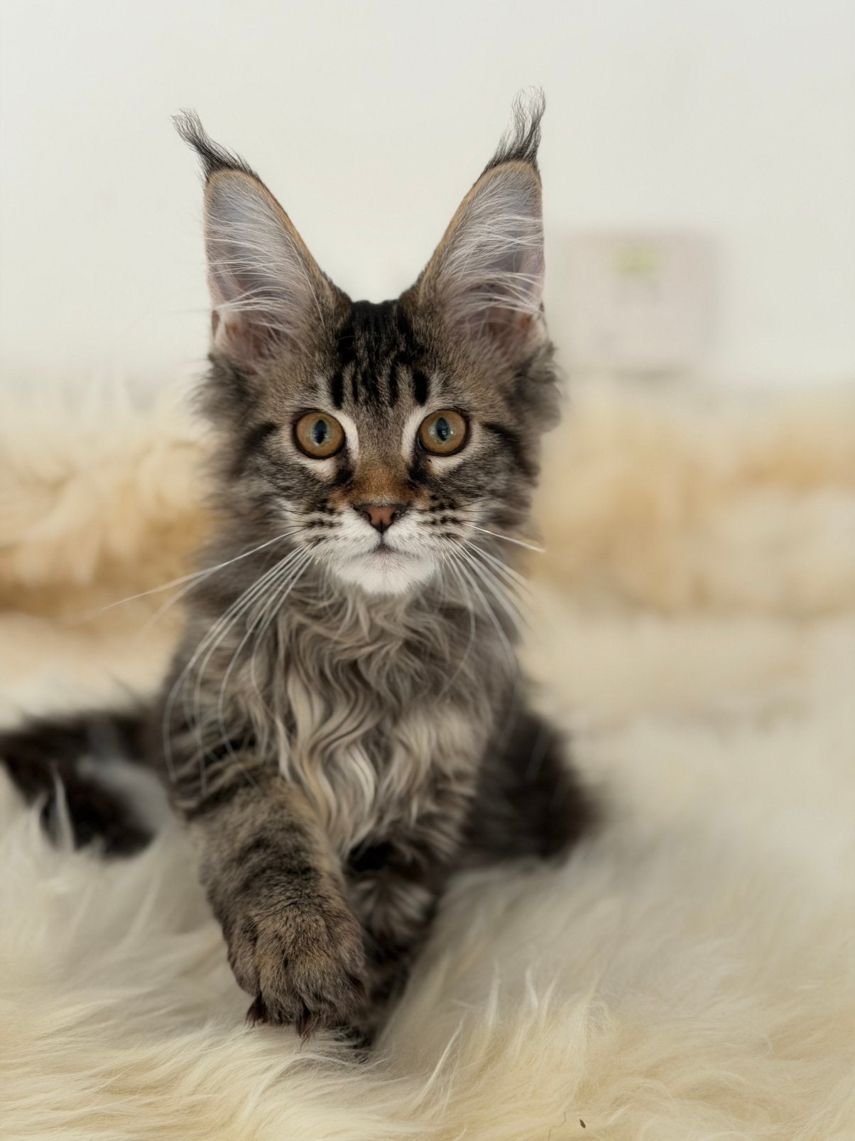 Maine coon kittens met stamboom, Dieren en Toebehoren, Meerdere dieren, Met stamboom, 0 tot 2 jaar
