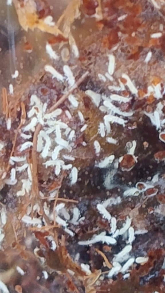 Snow White springstaartjes, Dieren en Toebehoren, Insecten en Spinnen, Wandelende tak