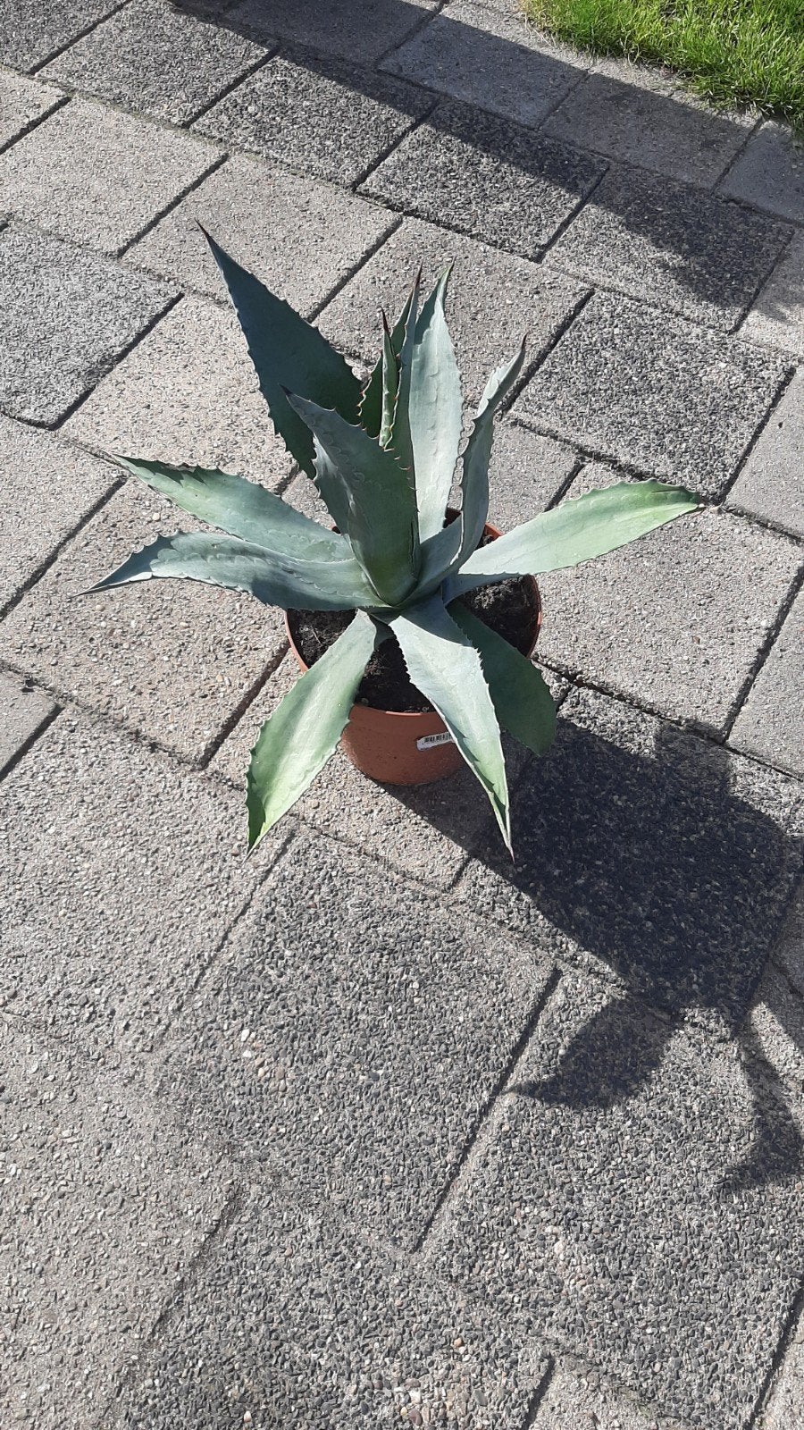 Agave plant in pot - Vera plant, Tuin en Terras, Planten | Tuinplanten, Volle zon, Vaste plant, Bloeit niet, Ophalen