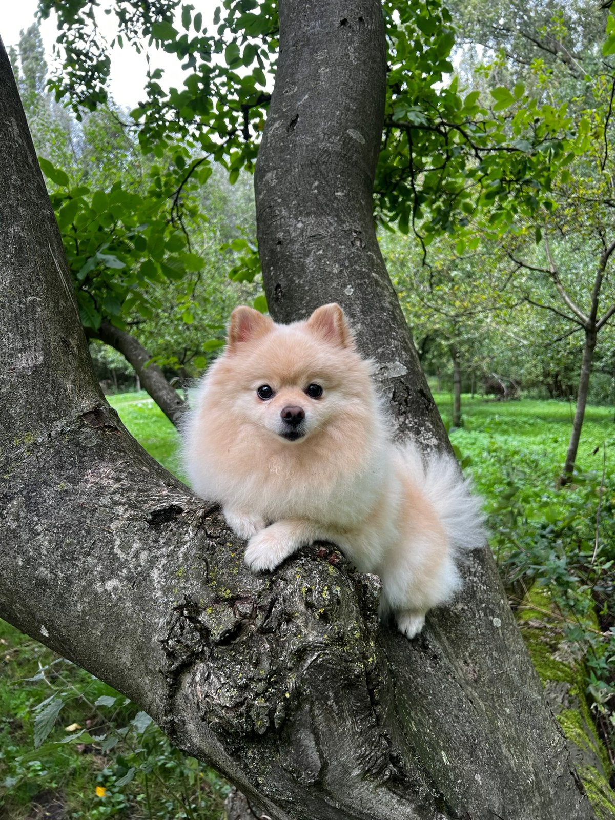 Pomeriaan dekreu, Eén hond, CDV (hondenziekte), 3 tot 5 jaar, Nederland