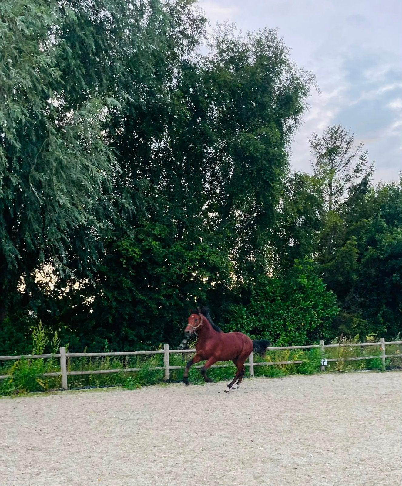 Knappe 2 jarige hengst te koop, Hengst, Minder dan 160 cm, Ontwormd, 0 tot 2 jaar