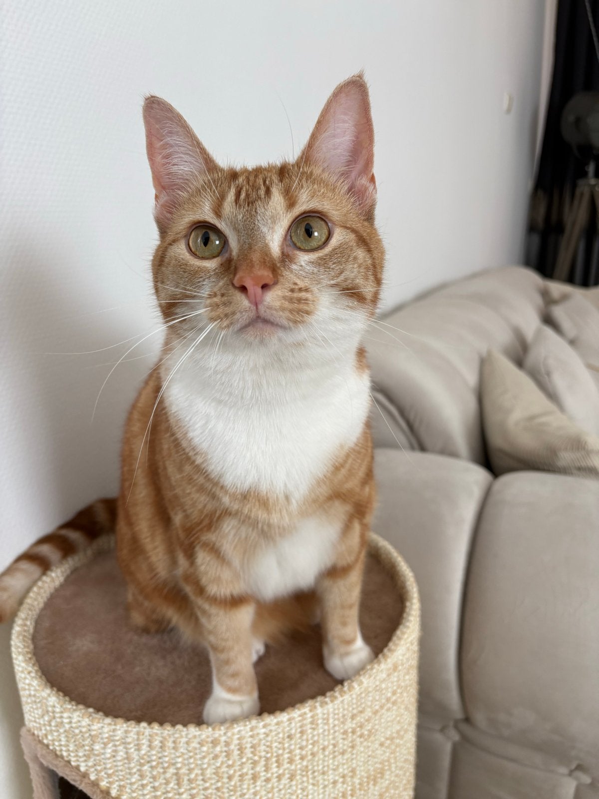 Poes, Poes