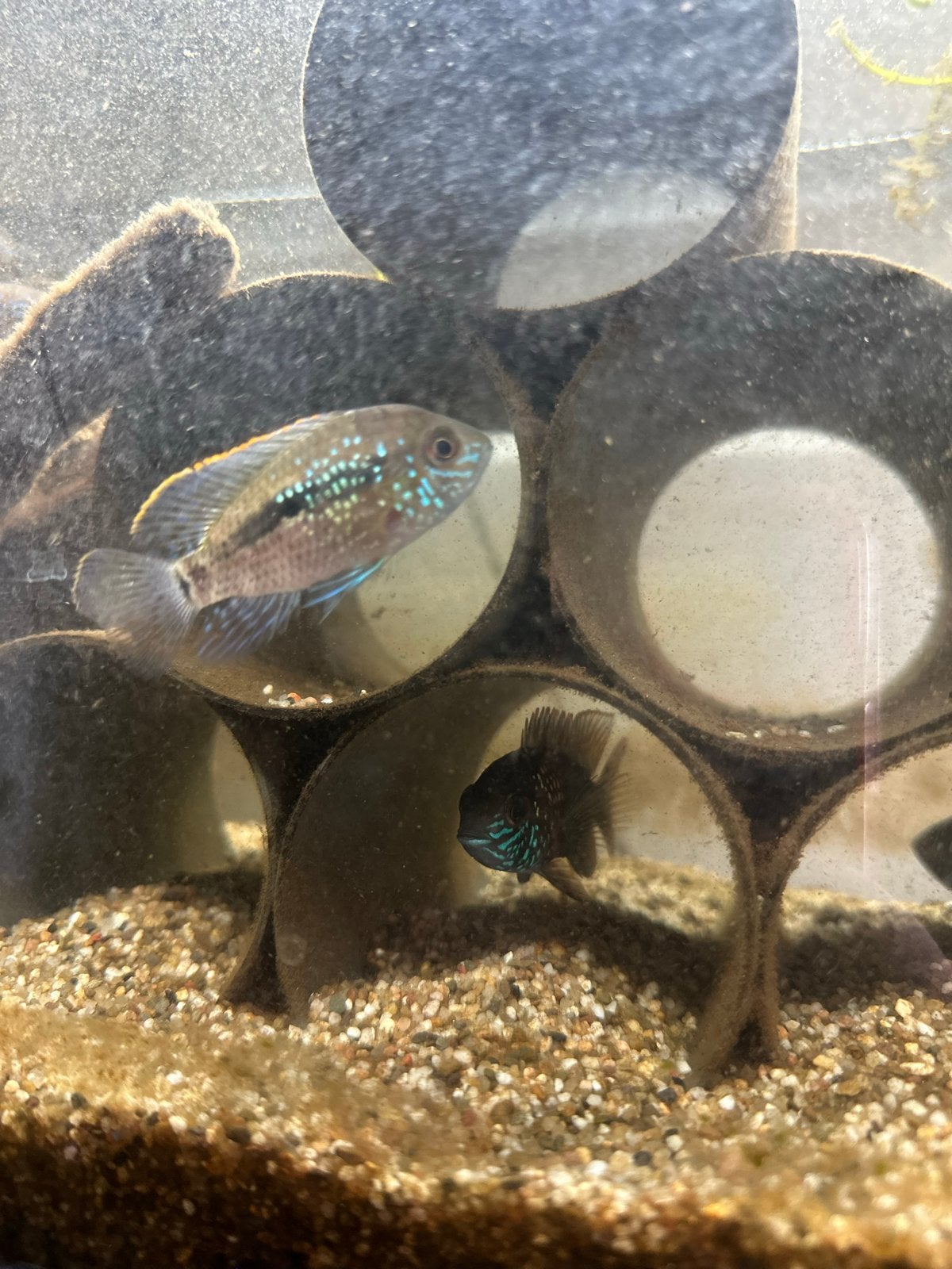 Blauwe acara / Blue Acara te koop, Vis
