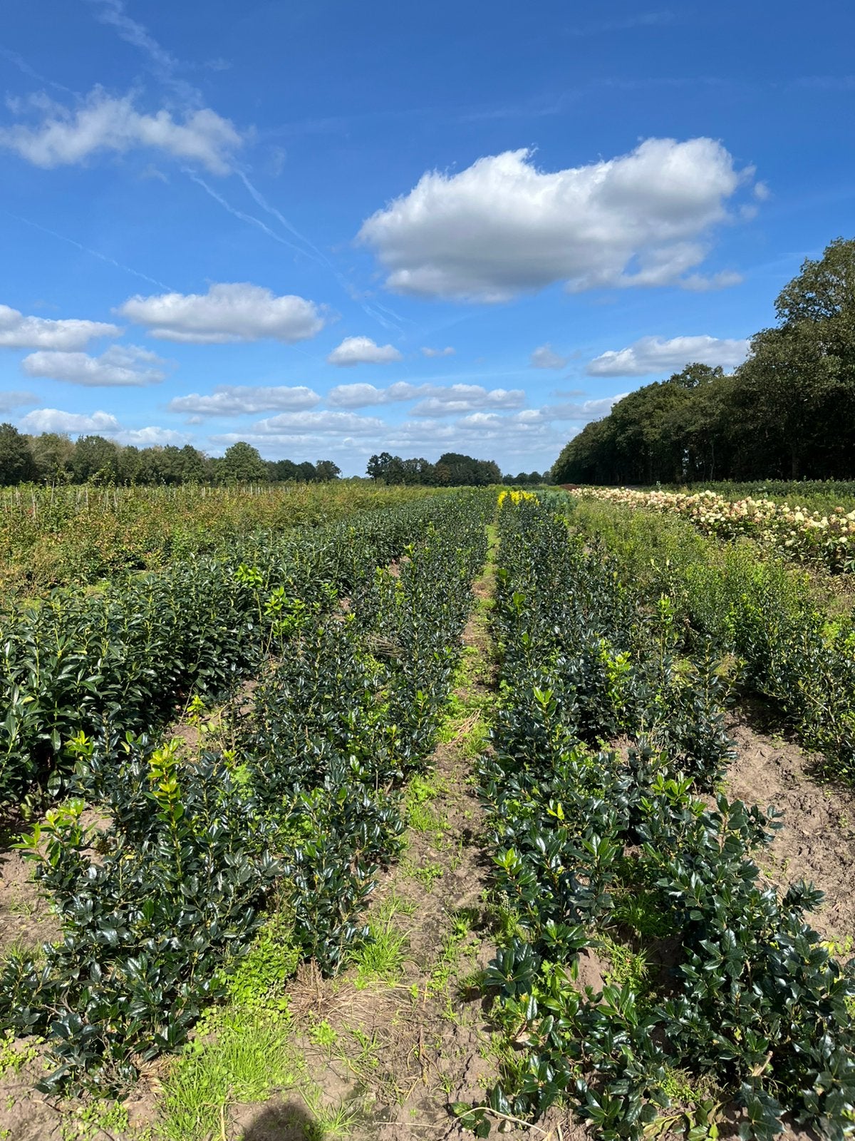 HULST NELLIE STEVENS – GROENBLIJVENDE HULST HAAGPLANTEN, Ophalen, Hulst, Minder dan 100 cm