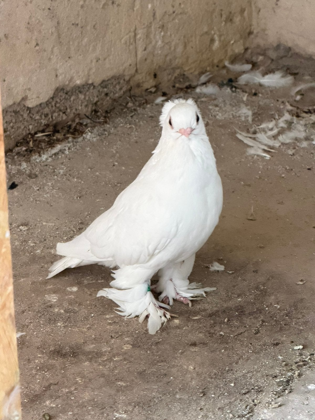 Duiven sıfır gaga, Dieren en Toebehoren, Vogels | Duiven, Meerdere dieren, Postduif