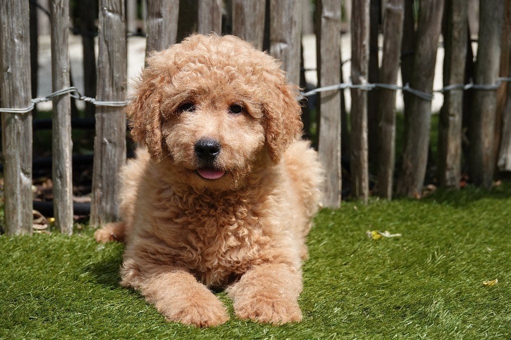 Prachtige medium Labradoodle pups, met stamboom, Dieren en Toebehoren, Honden | Retrievers, Spaniëls en Waterhonden, Parvo, België