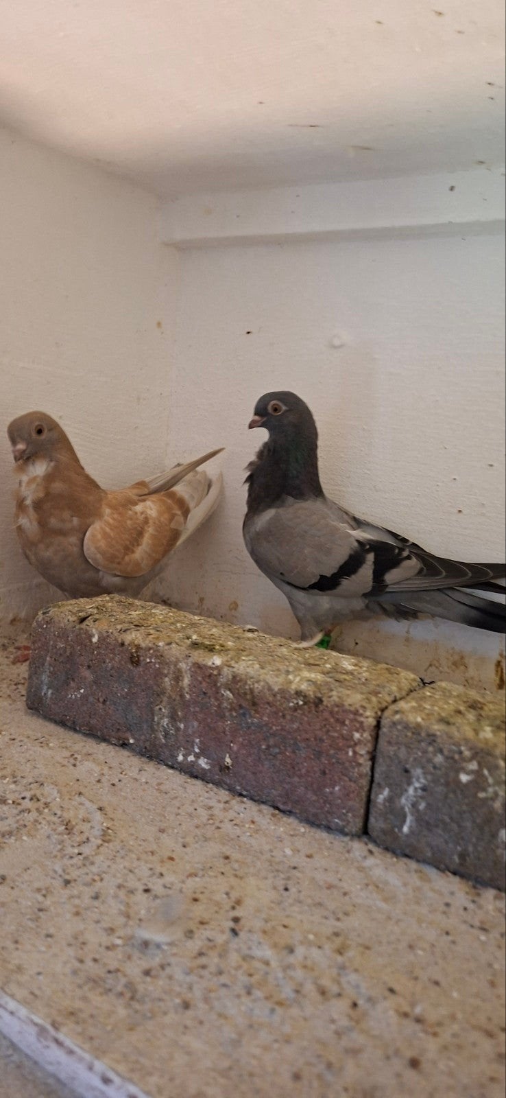 te koop sierduiven figuritas meeuwen  jonge duiven, Dieren en Toebehoren, Meerdere dieren, Overige soorten