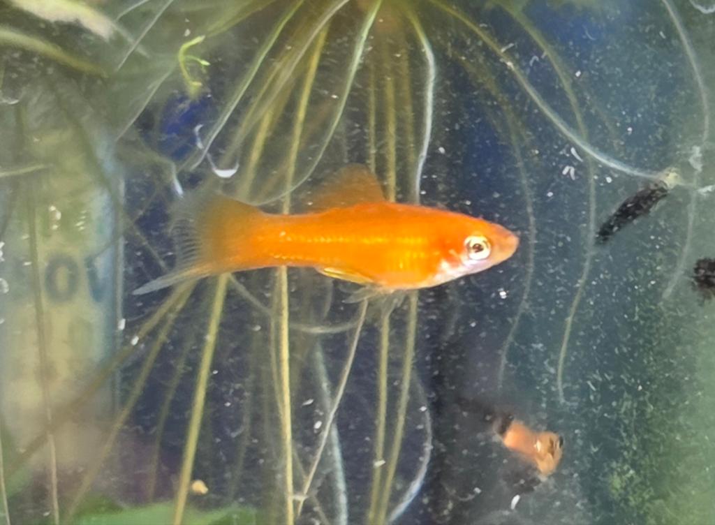 Jonge zwaarddragers aquarium vissen, Vis