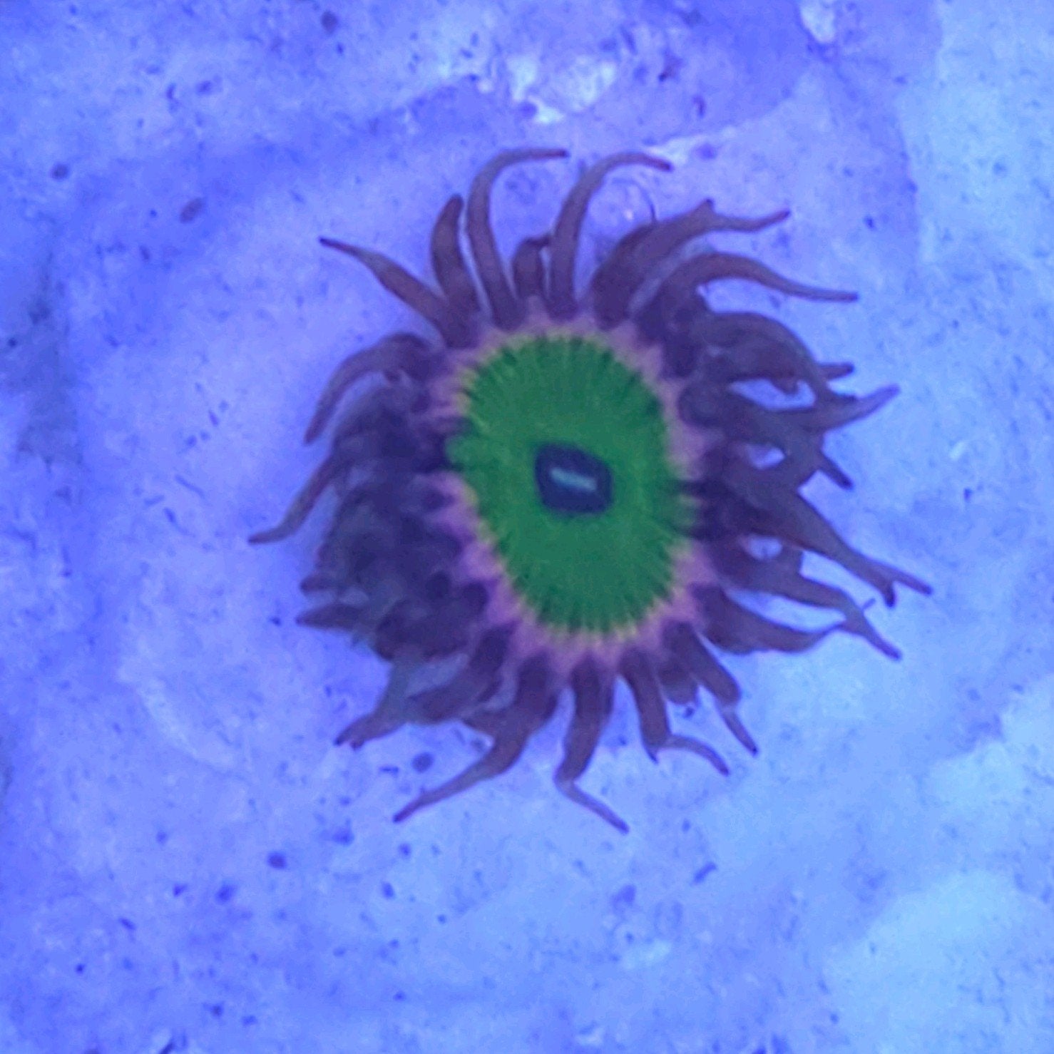 Zoanthus pink hippo, Dieren en Toebehoren, Vissen | Aquariumvissen, Overige typen, Zoutwatervis
