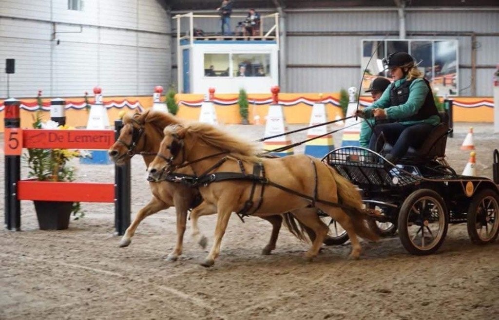 Brave lease pony’s aangeboden, Overige merken, Ophalen of Verzenden, Nieuw, Overige typen