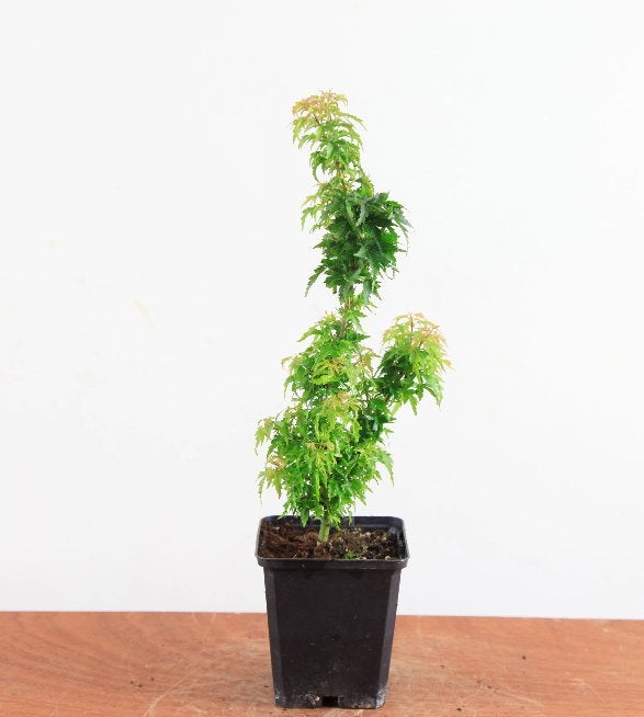Acer palmatum 'shishigashira' – Mini Boom / Startersplant, Bloeit niet, Halfschaduw, Minder dan 100 cm, Overige soorten