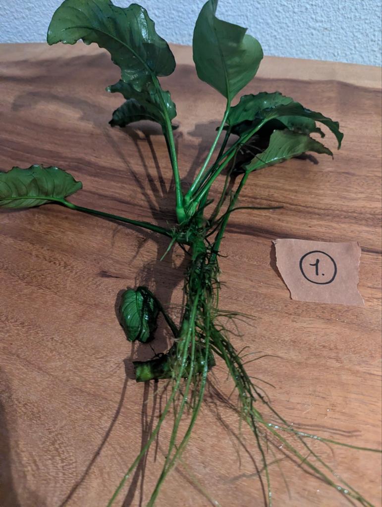 Anubias, Dieren en Toebehoren, Vissen | Aquaria en Toebehoren, Ophalen, Inclusief planten, Plant(en), Steen of Hout, Overige merken