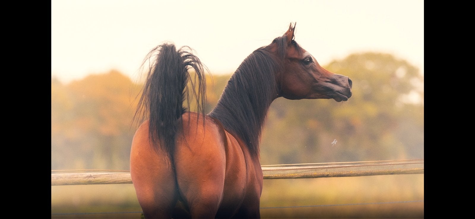 Knappe arabisch volbloed jaarling hengst, Dieren en Toebehoren, Minder dan 160 cm, Niet van toepassing, Dressuurpaard, 0 tot 2 jaar