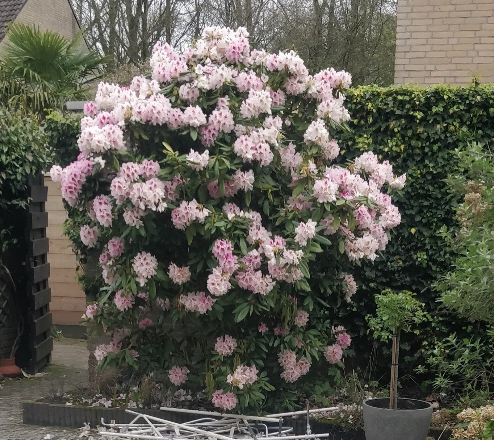 Grote Rhododendron boom - Ideaal voor tuin of terras, Ophalen, Halfschaduw, Overige soorten, Lente