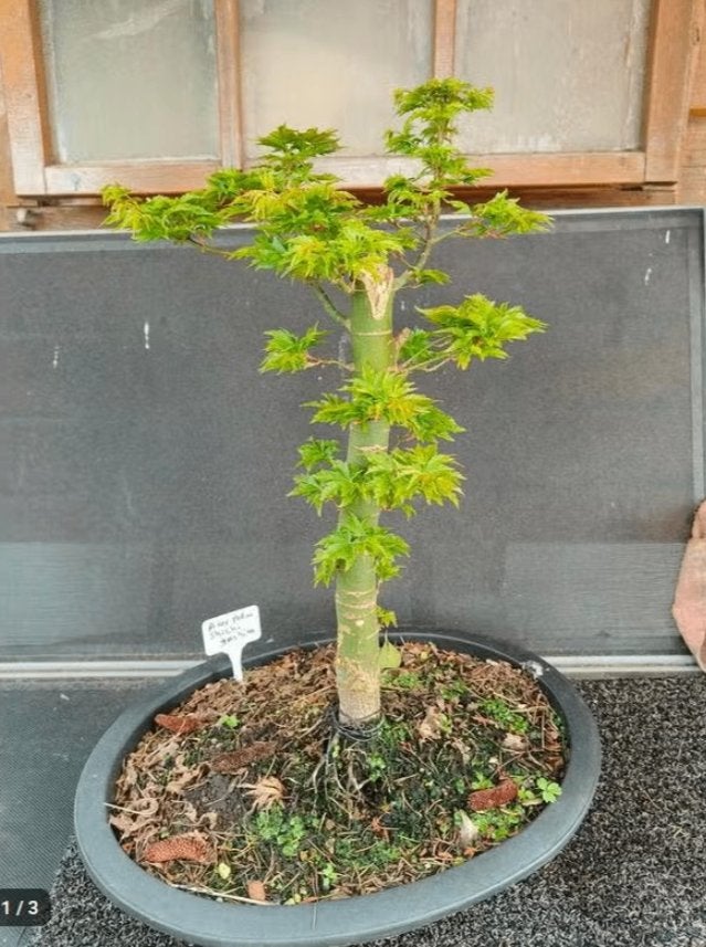 Bonsai Acer palmatum Shishigashira, Vaste plant, Bloeit niet, Halfschaduw, Ophalen