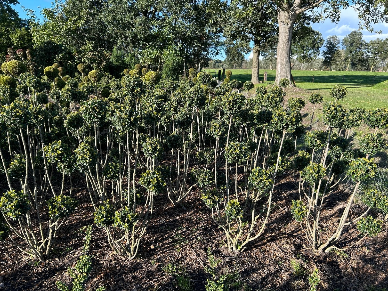 Ikex Buxus op stam - Winterharde sierplant, Volle zon, Vaste plant, Bloeit niet, Ophalen