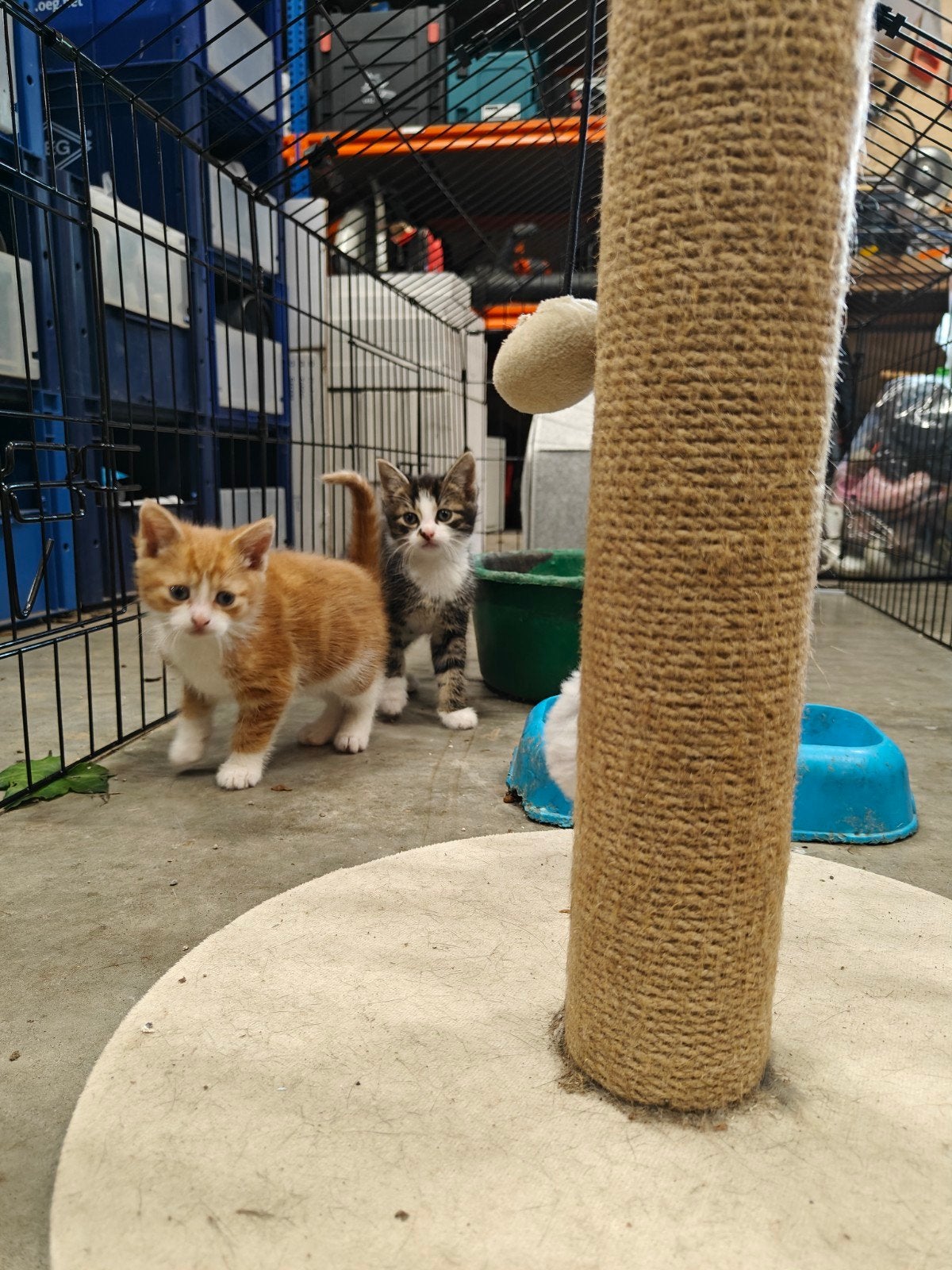 Jonge kittens, Dieren en Toebehoren, Katten en Kittens | Overige Katten, Kater, Kortharig, 0 tot 2 jaar