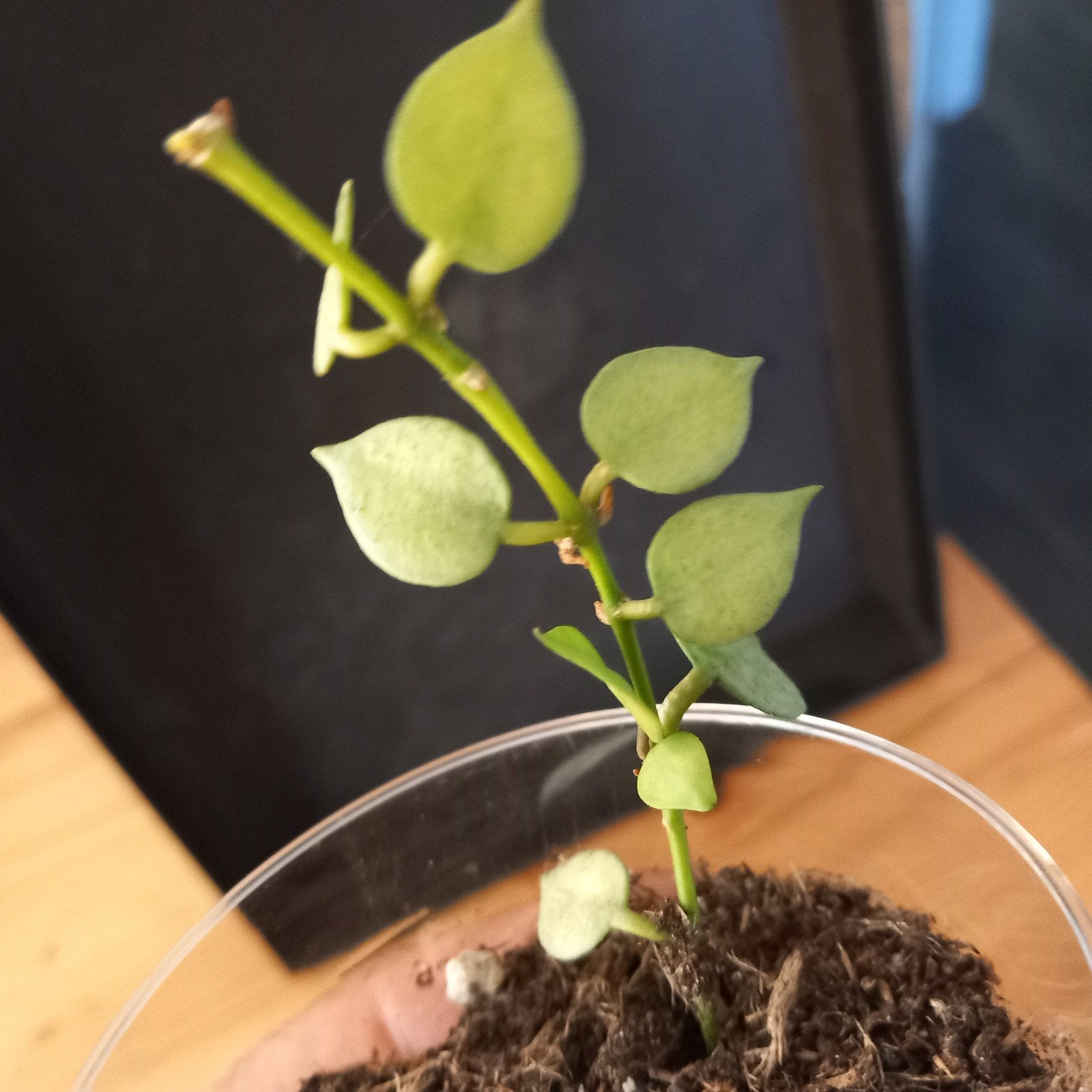hoya krohniana eskimo stek nr 3-6, Ophalen of Verzenden, Halfschaduw, Minder dan 100 cm