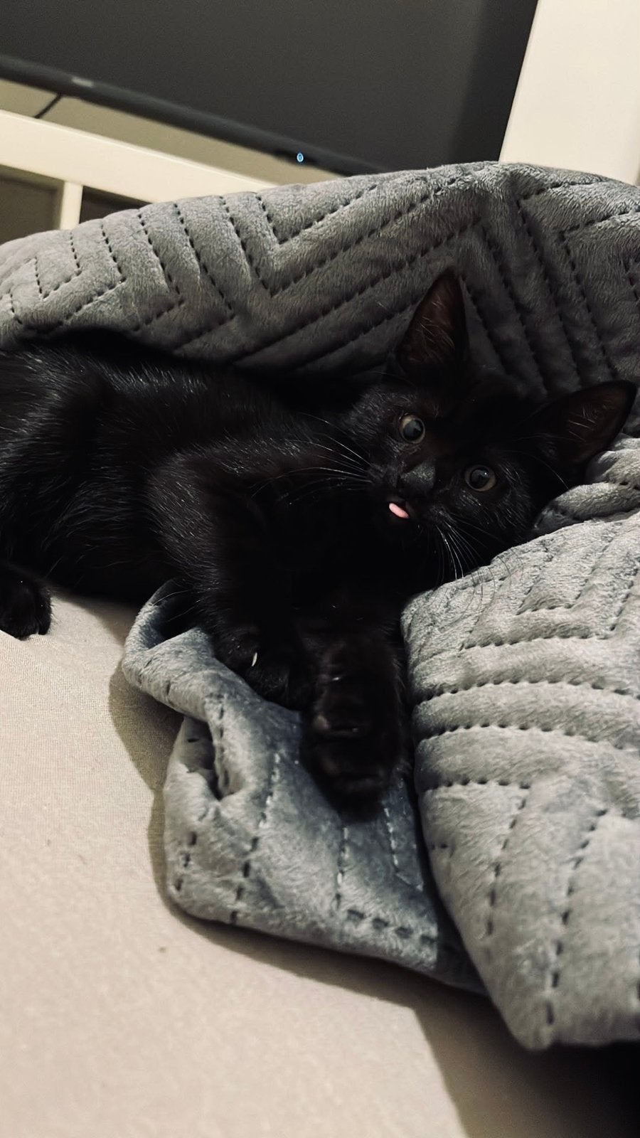 Kitten Zwart, Poes