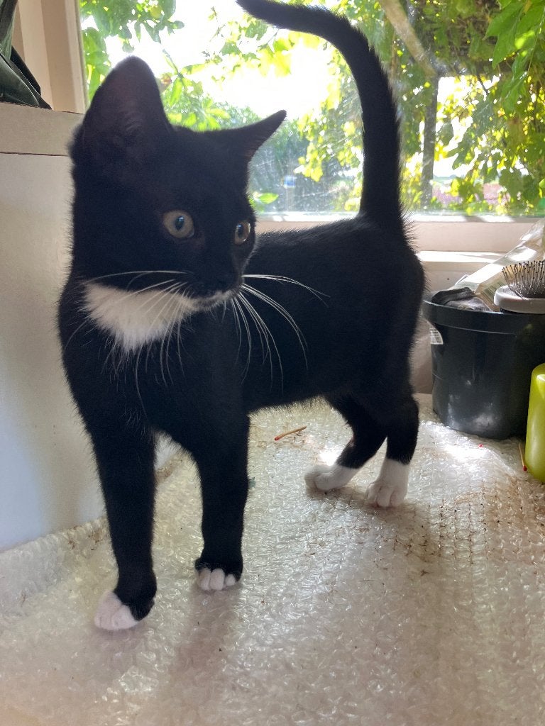Kittens te koop, Dieren en Toebehoren, Meerdere dieren, Kortharig
