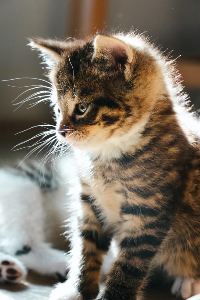 Lieve, aanhankelijke kittens, Dieren en Toebehoren, Katten en Kittens | Overige Katten, Meerdere dieren, Kortharig, 0 tot 2 jaar