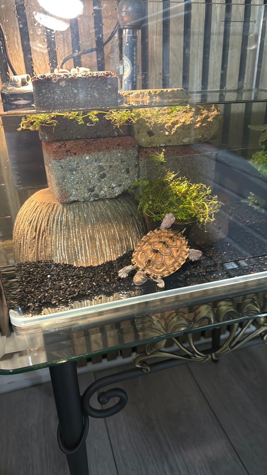 Baby schildpad, Ophalen of Verzenden, Zo goed als nieuw, Tak, Plant, Rots of Steen