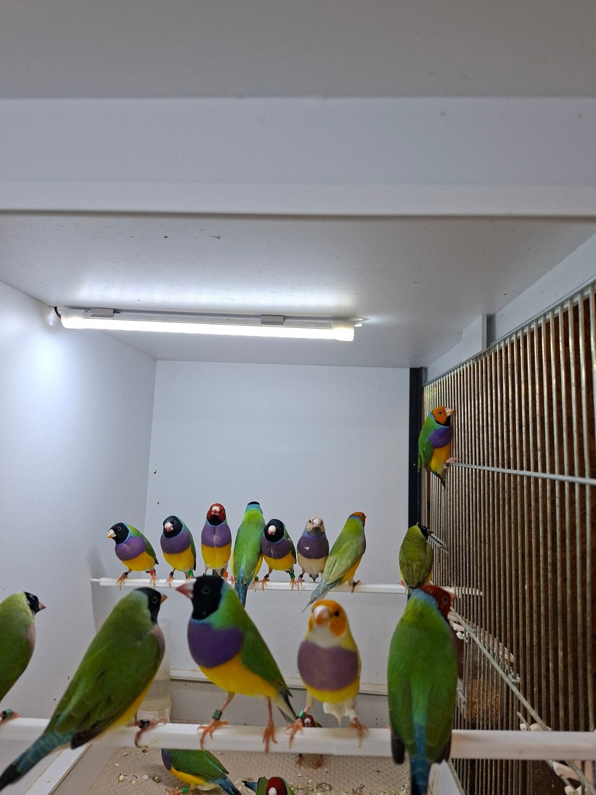 diverse gouldamadines