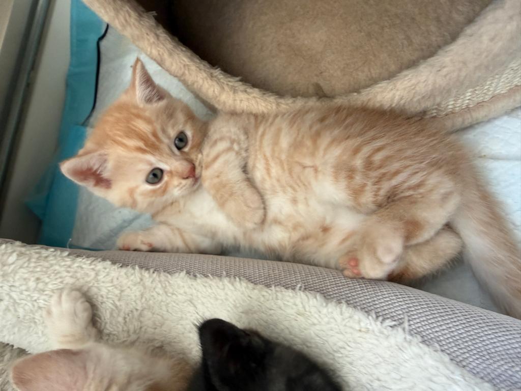 Britse/Europese korthaar kitten (8 weken), Dieren en Toebehoren, Kater, Kortharig, 0 tot 2 jaar