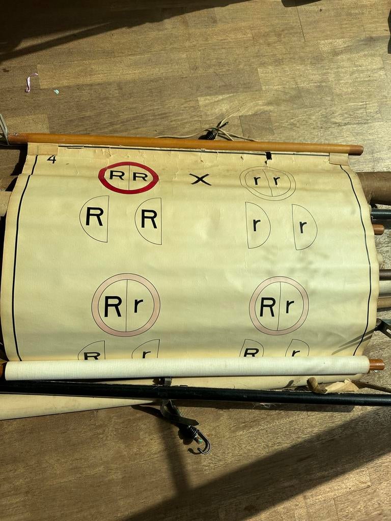 Vintage Biologie Schoolplaten, Ophalen of Verzenden, Natuur en Biologie