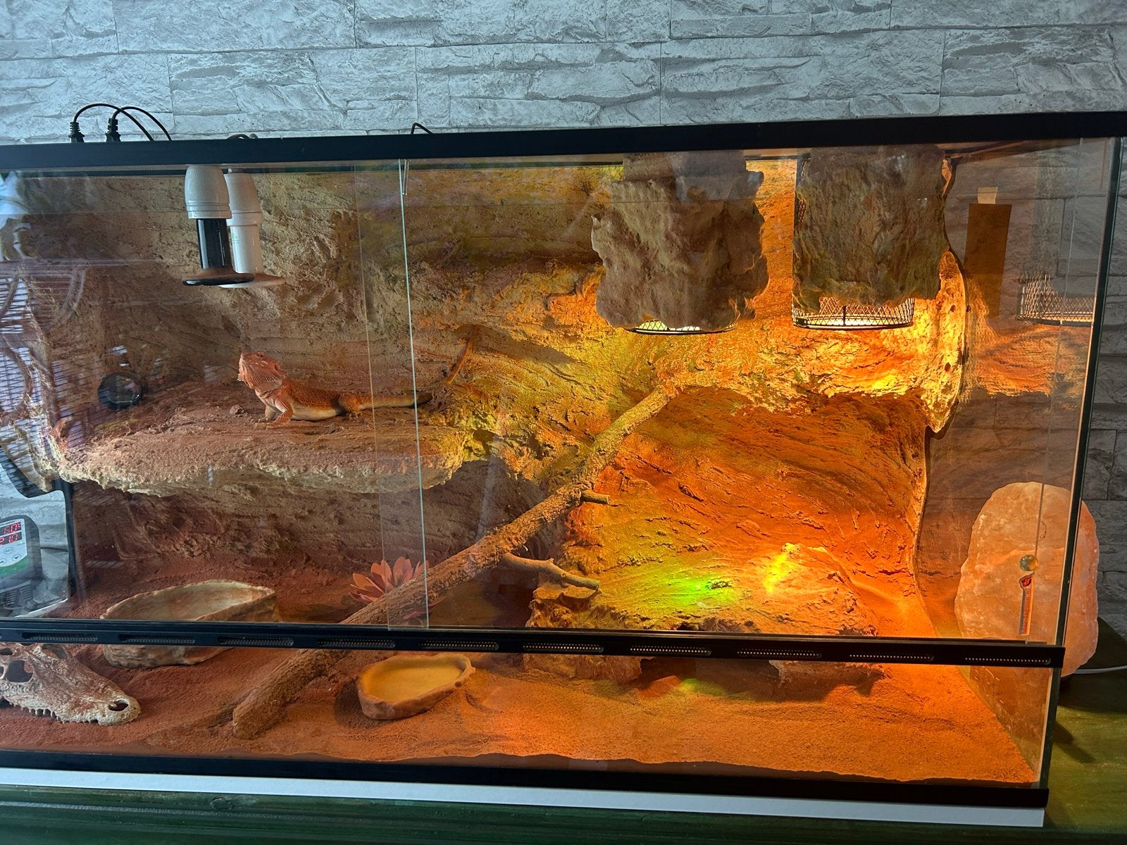 Baardagaam rood met blue lagoon terrarium (compleet) Bearded Dragon photo 4